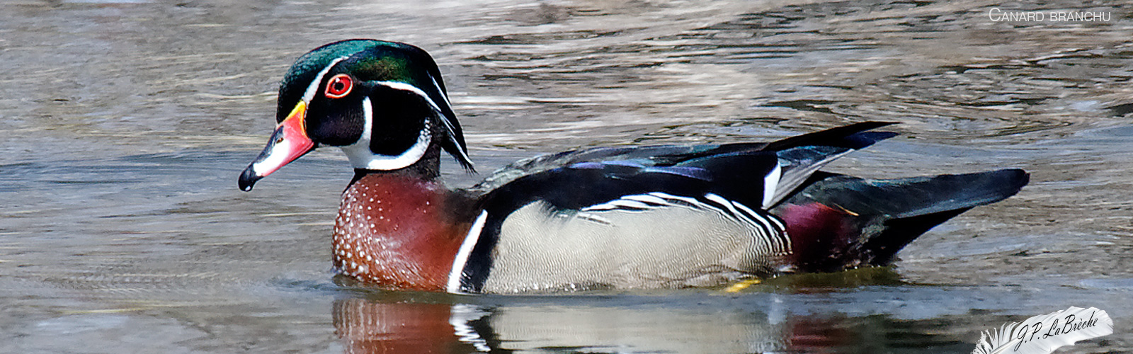 Canard branchu