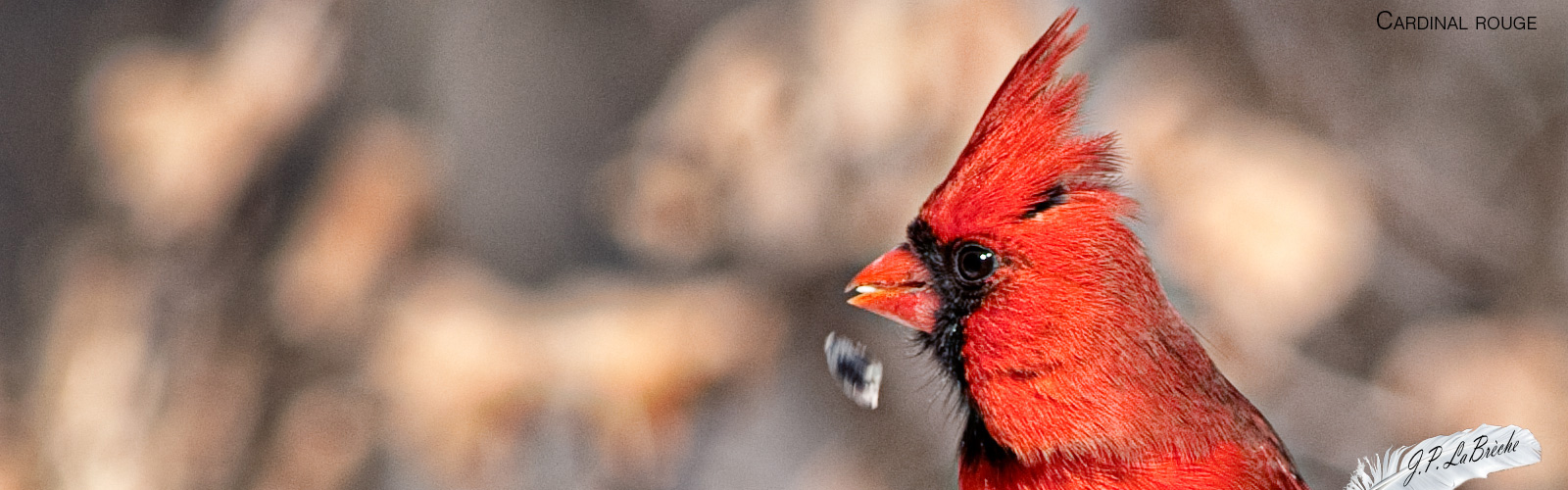 Cardinal rouge