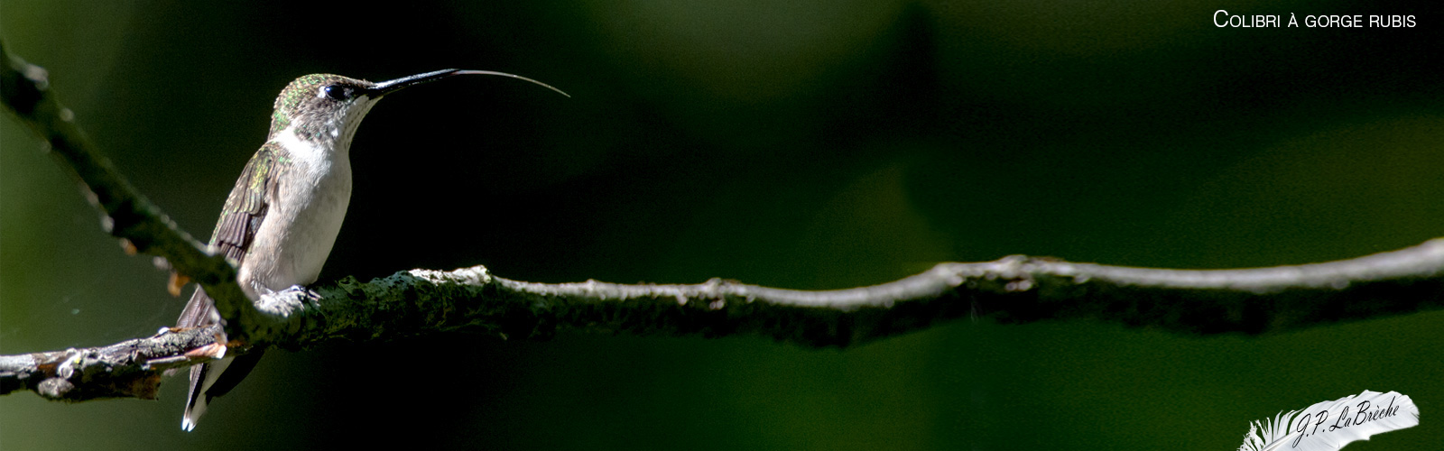 Colibri à gorge rubis