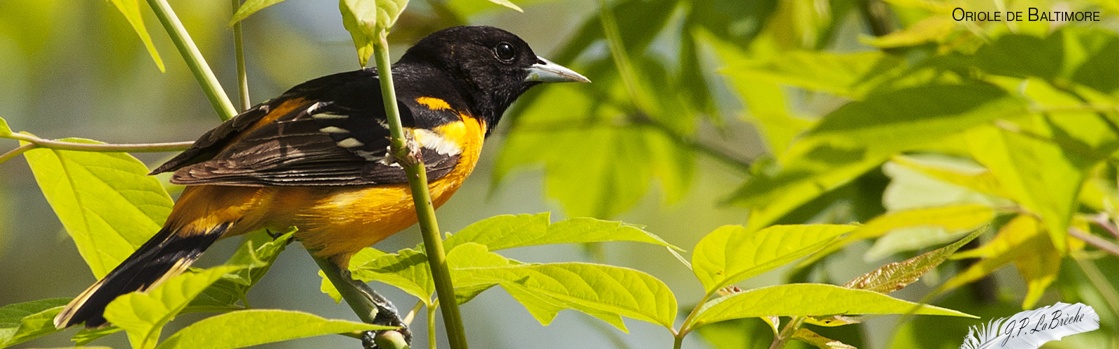 Oriole de baltimore