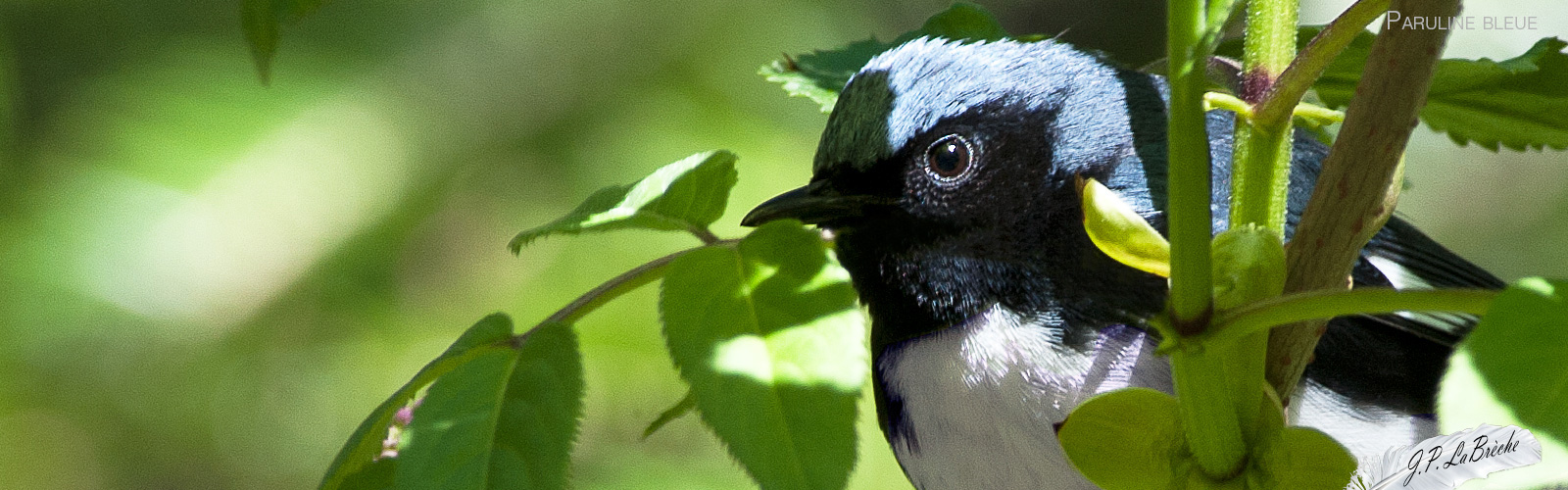 Paruline bleue