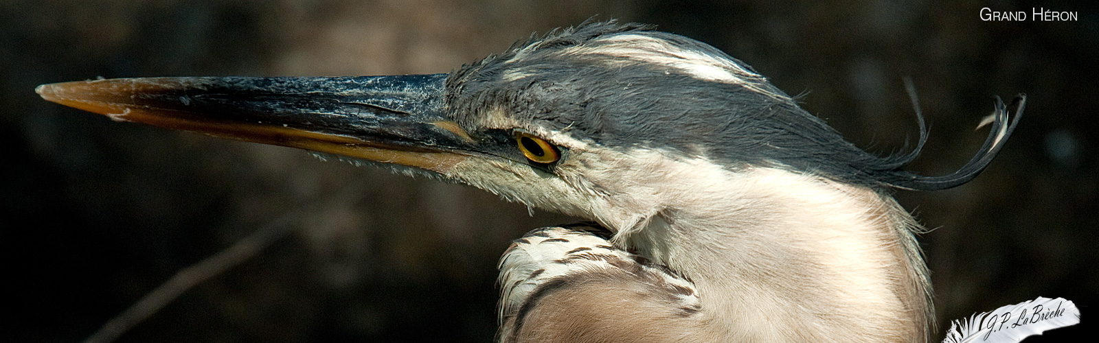 Grand Heron